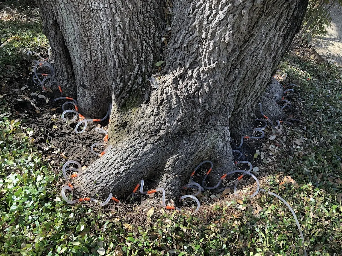 Detailed Tree Cabling and Bracing job site in Falcon