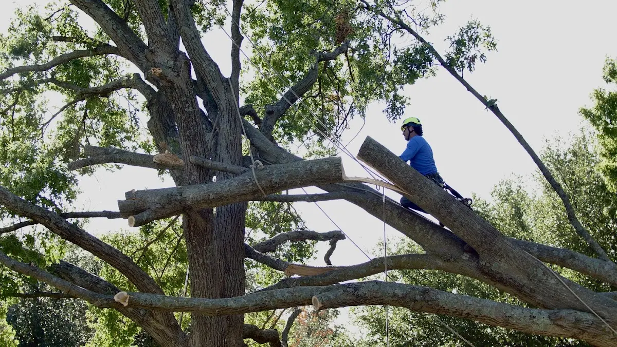 Professional Hazardous Tree Removal performed by certified arborists in Falcon