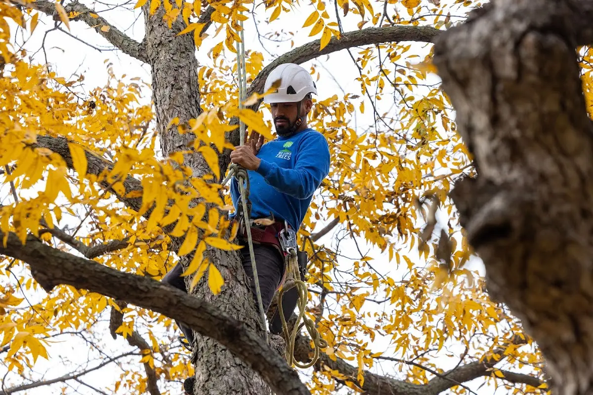 Skilled Dead Tree Removal crew working in Falcon